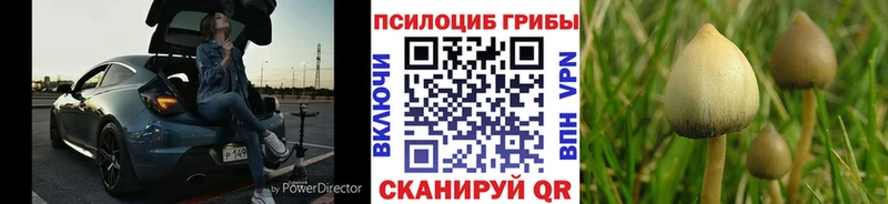купить   Тбилисская  Галлюциногенные грибы прущие грибы 